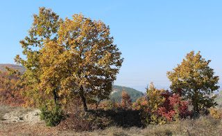All the colours of Autumn in one row of trees All the colours of Autumn in one row of trees