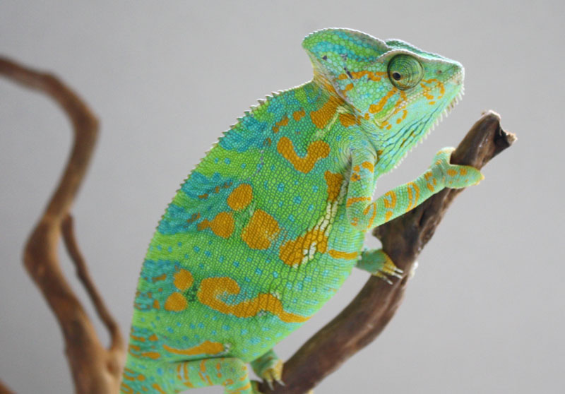 On the Specific Care of Females | Much Ado About Chameleons
