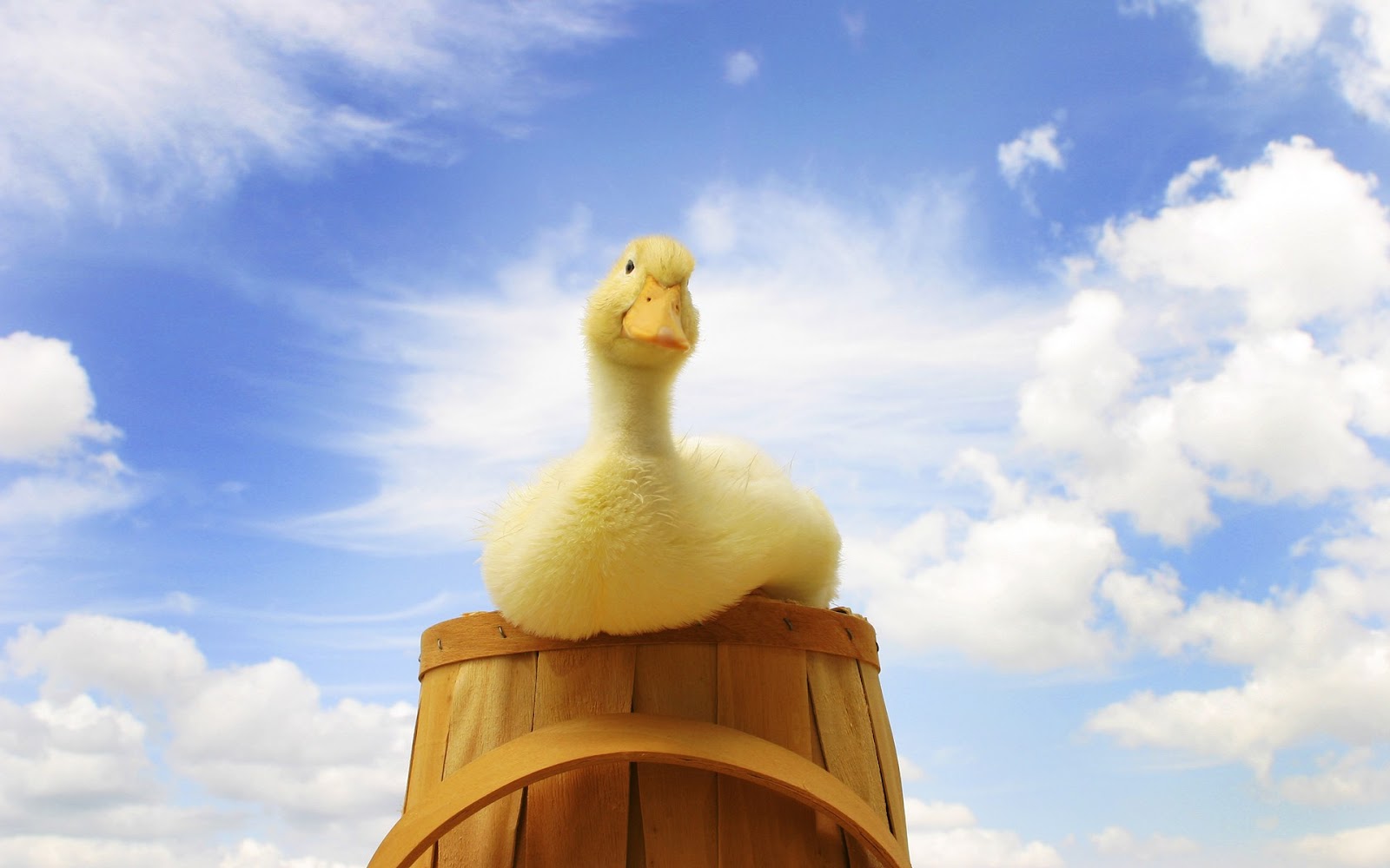 http://2.bp.blogspot.com/-1rjOomJSPao/T8_gemsjIWI/AAAAAAAAAoI/ZUBrxE3d9YE/s1600/A+duck+sitting+on+a+bucket+desktop+wallpaper.jpg