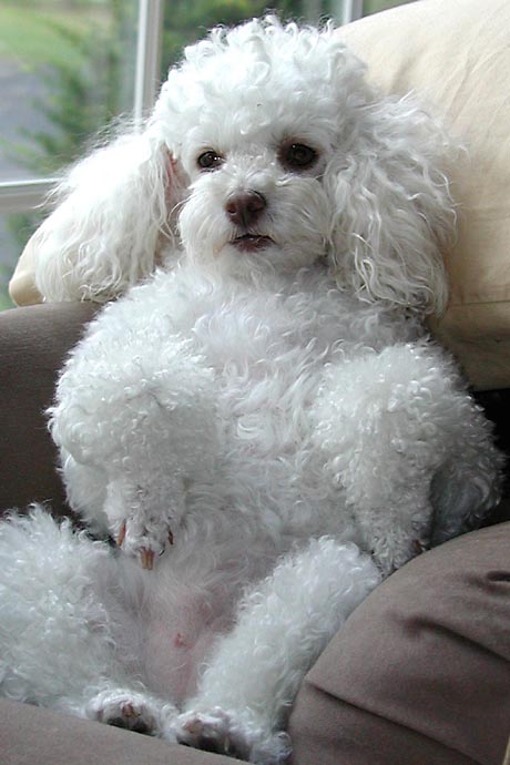 The most charming dogs in the world!: Miniature Poodle