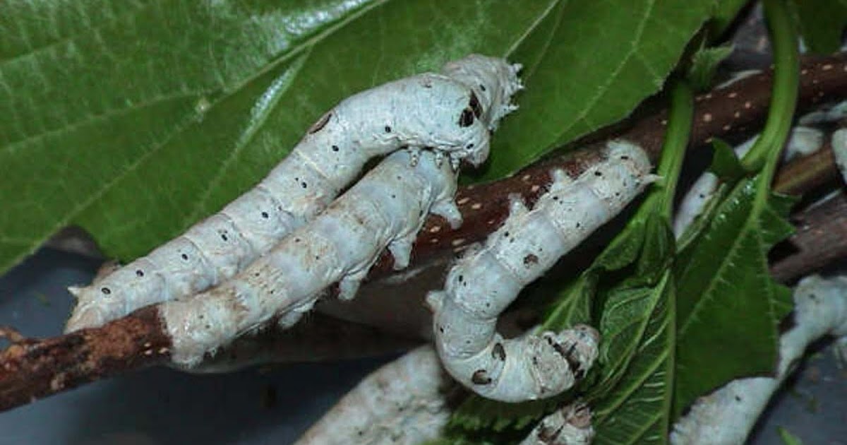 goReptiles Buy Silkworms Online