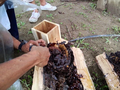 Cara Pindah Sarang Kelulut Dari Pokok Youtube