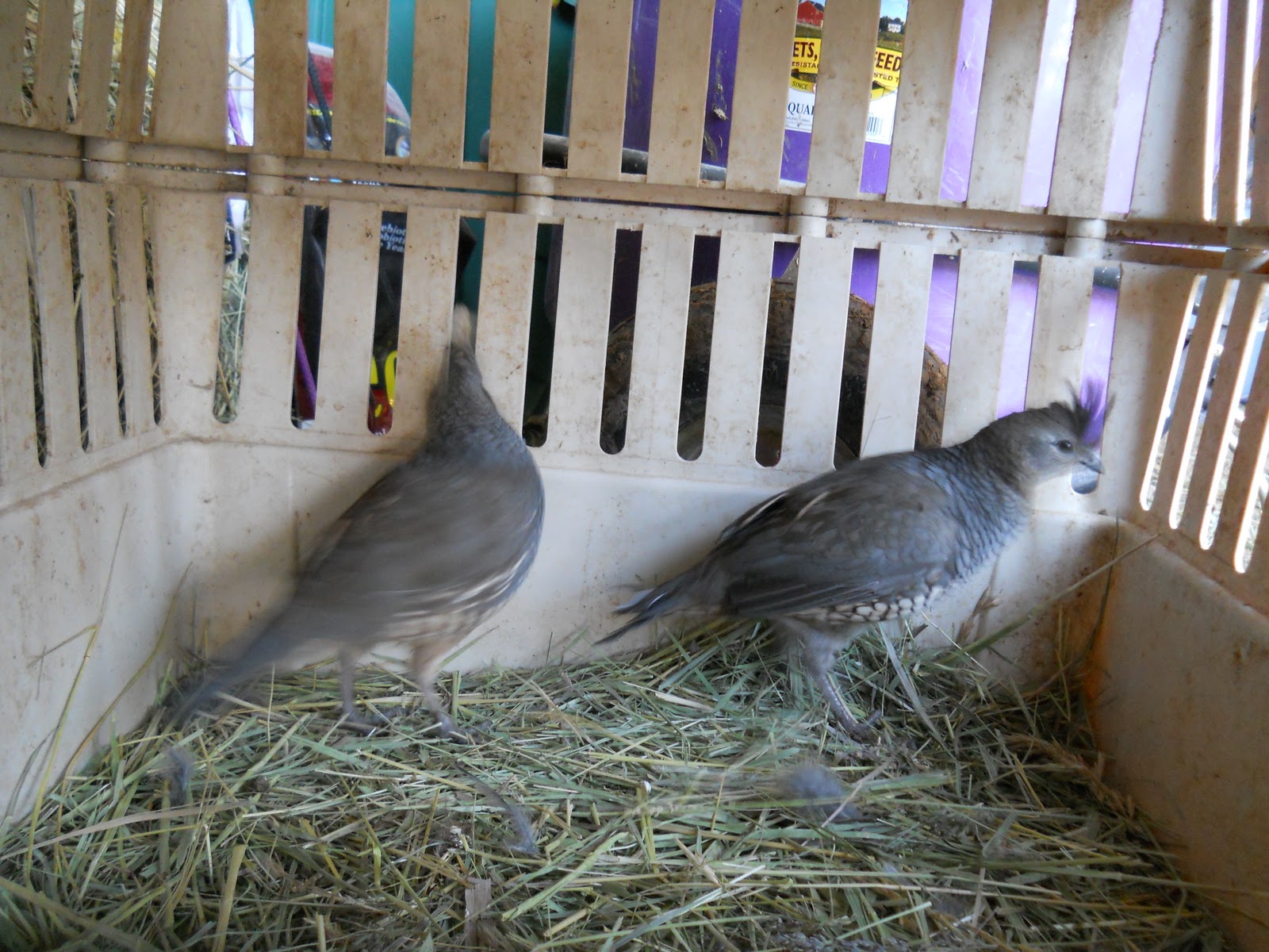 Blue Scale Quail, Bored Horses and Freezing Temperatures - Eating Wild