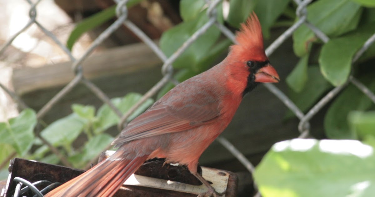 The Birdist Hawaiian Birds and Wildlife Mega Photo Post