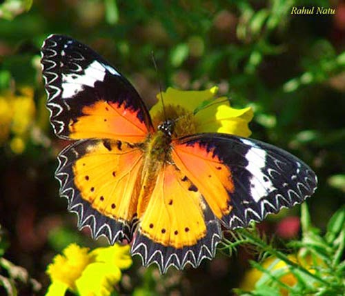 ابداع الخالق الفراشة من نوع Leopard Lacewings والتي تحمل على جناحيها بشكل فعلي رسم فني فريد من نوعه