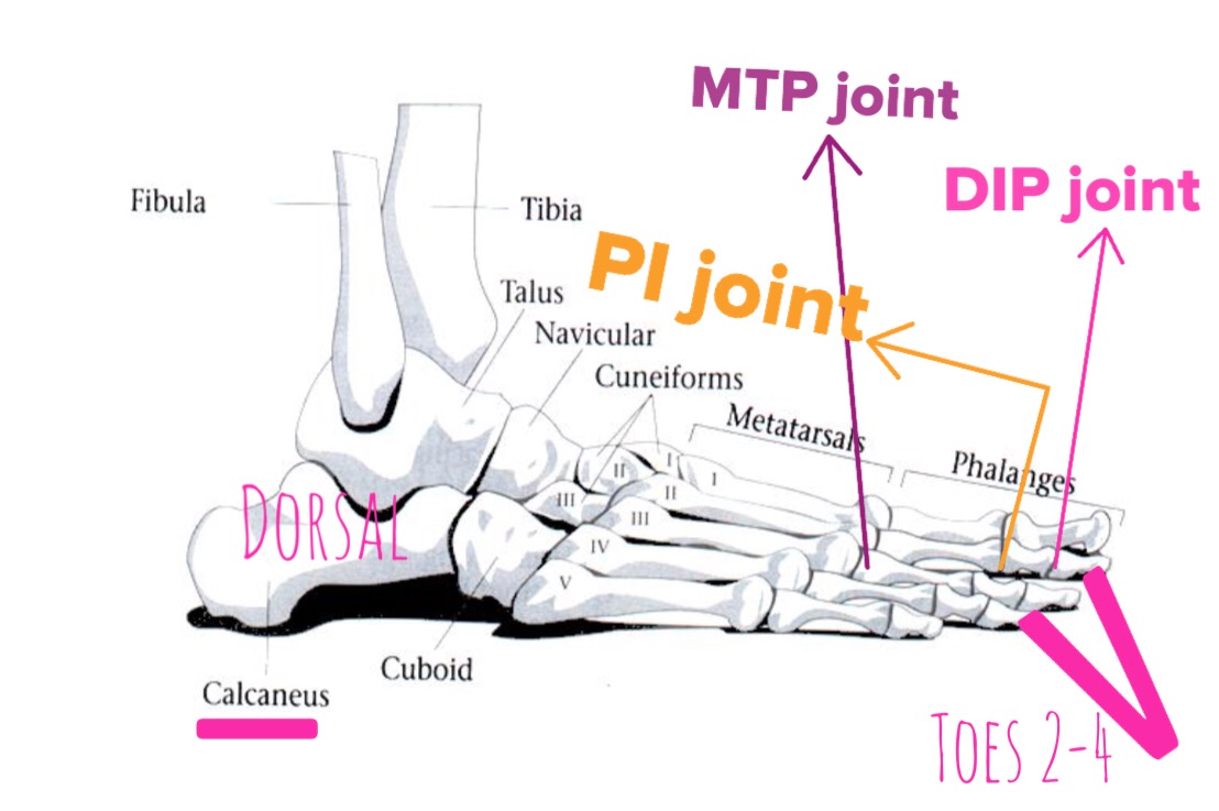 The Hip Joint: Extensor Digitorum Brevis