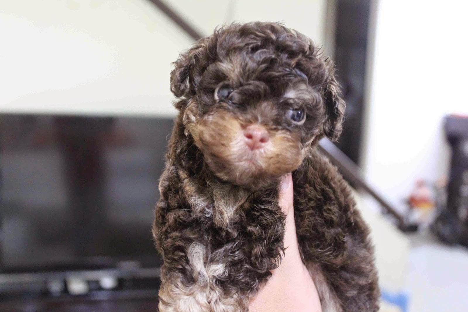 phantom color poodle