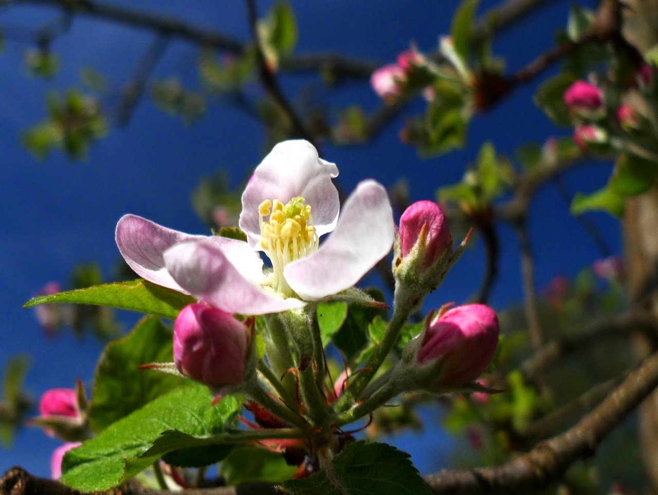 Phanologischer Kalender Vollfruhling Martina Romstotter