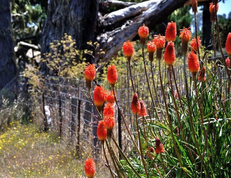 Barbara Rich Photography Northern California Wildflowers and Native Plants