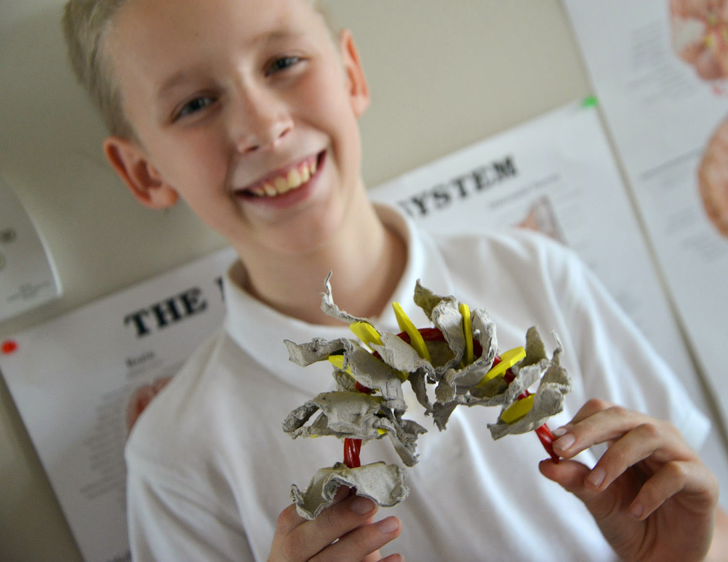 A school of fish Spinal Cord model with egg carton and licorice