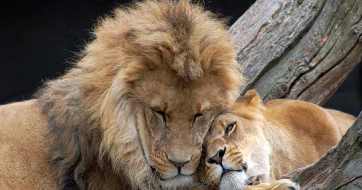IMAGENES DE LEONES: FOTO DE LEONES CARIÑOSOS