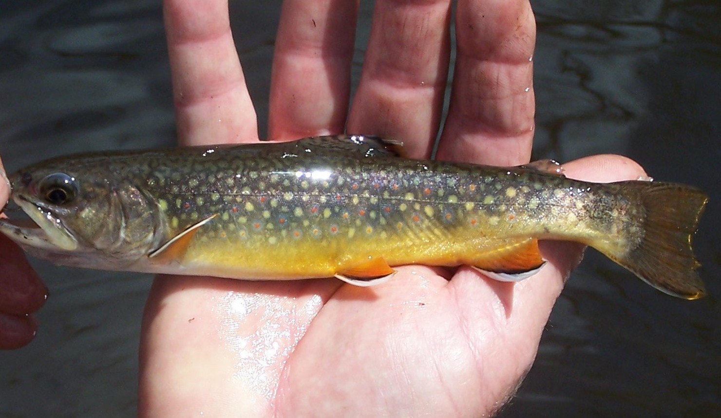 Vermont Fly Fishing WILD SOUTHERN VERMONT BROOK TROUT