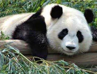 Beruang Panda lagi santai