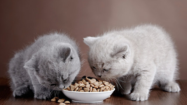 memilih makanan kucing