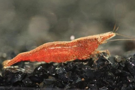 Jual Udang Red Cherry Neocaridina Denticulata Red Alam Ikan