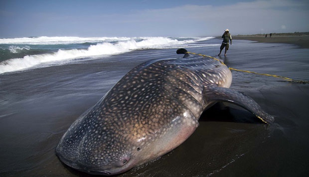 Ikan Hiu Tutul Kembali Terdampar Mati di Pantai Selatan ...