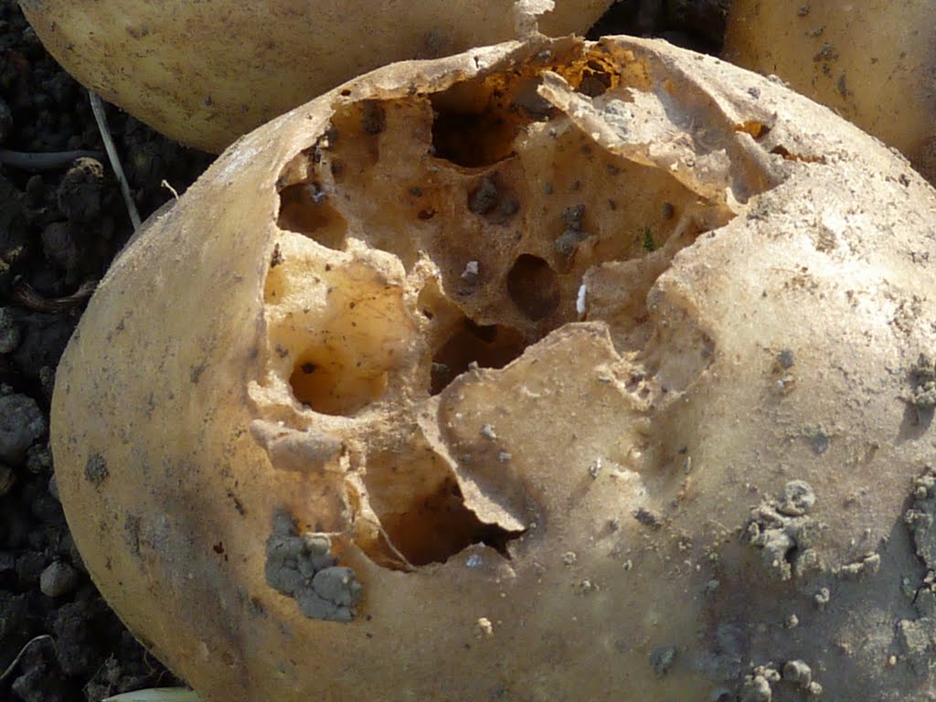 A Gardener's Weather Diary Potatoes Lifted