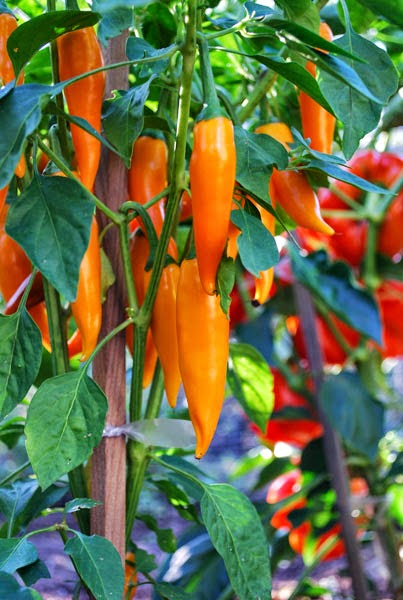 Pepper Farming Pepper Farming