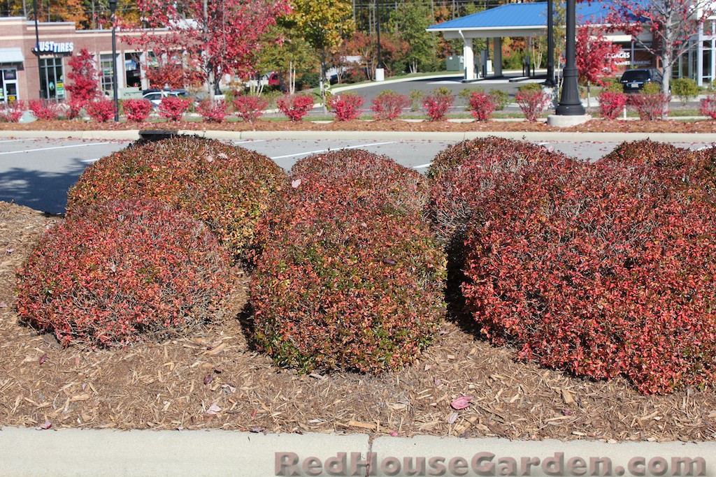 My Gardening Archive Pink Abelia Edward Goucher