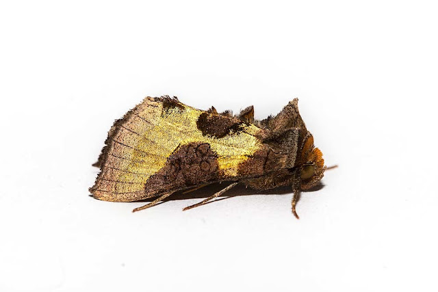 Burnished Brass - Photographed in Milton Keynes Burnished Brass - Photographed in Milton Keynes