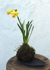 Kokedama Narciso