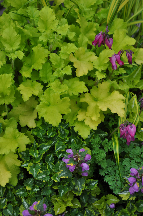 Three Dogs in a Garden: That's one Amazing Looking Leaf!