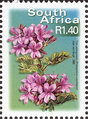 2000 Tree Pelargonium Cucullatum, South Africa