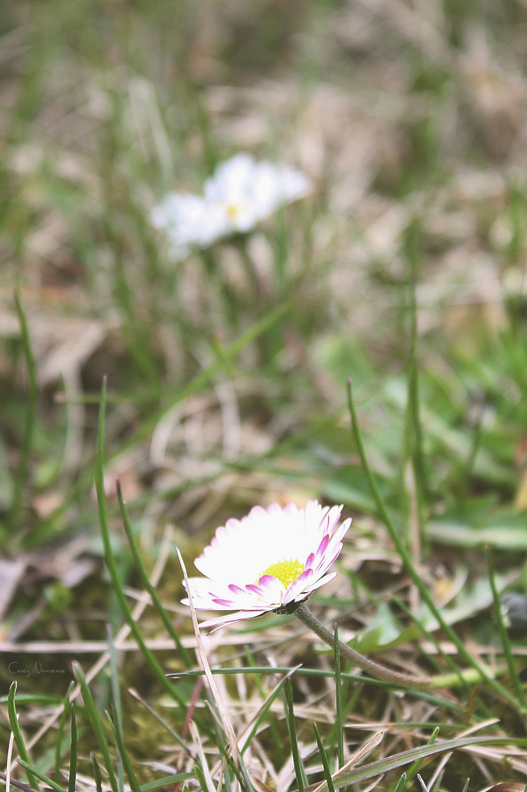 Giuseppe Luciano Eingetragene Lebenspartnerschaft