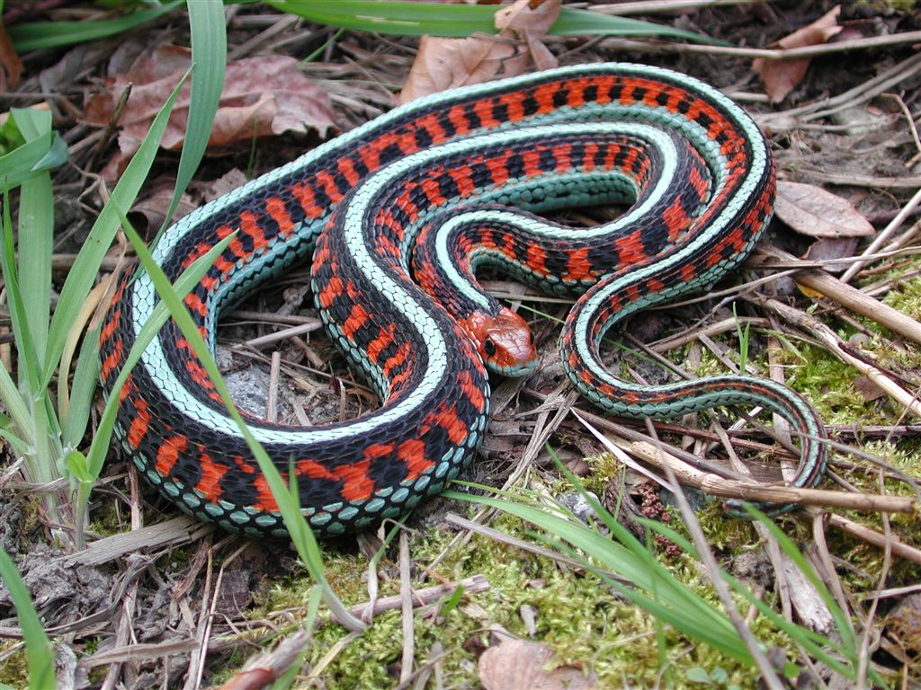 Eastern Garter Snake, Redsided Garter Snake and Butler’s Garter Snake