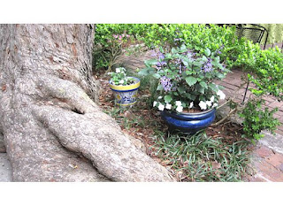 Before and After: Courtyard Garden 9 garden+update+9 St. Francis Inn St. Augustine Bed and Breakfast