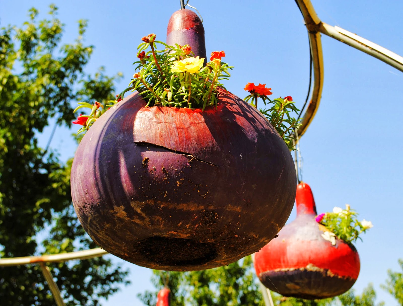 My View From The Peanut Gallery: Bravo Lake Botanical Garden Berry