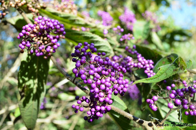 Photo of Manipur: The jewel of India 22/41 by Onkar Tendulkar