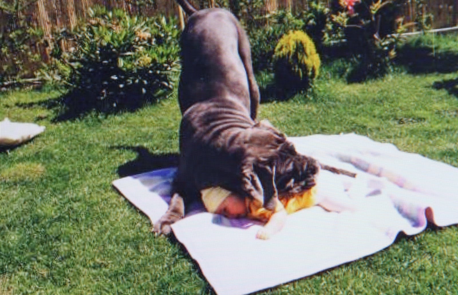hugging dog doggie slide woof close pak ah paw paws simply around