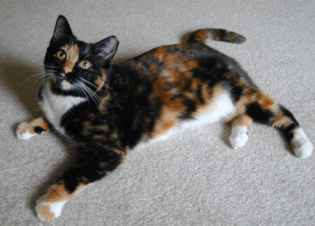 Desktop HD Wallpapers Free Downloads: Calico Cats HD Wallpapers