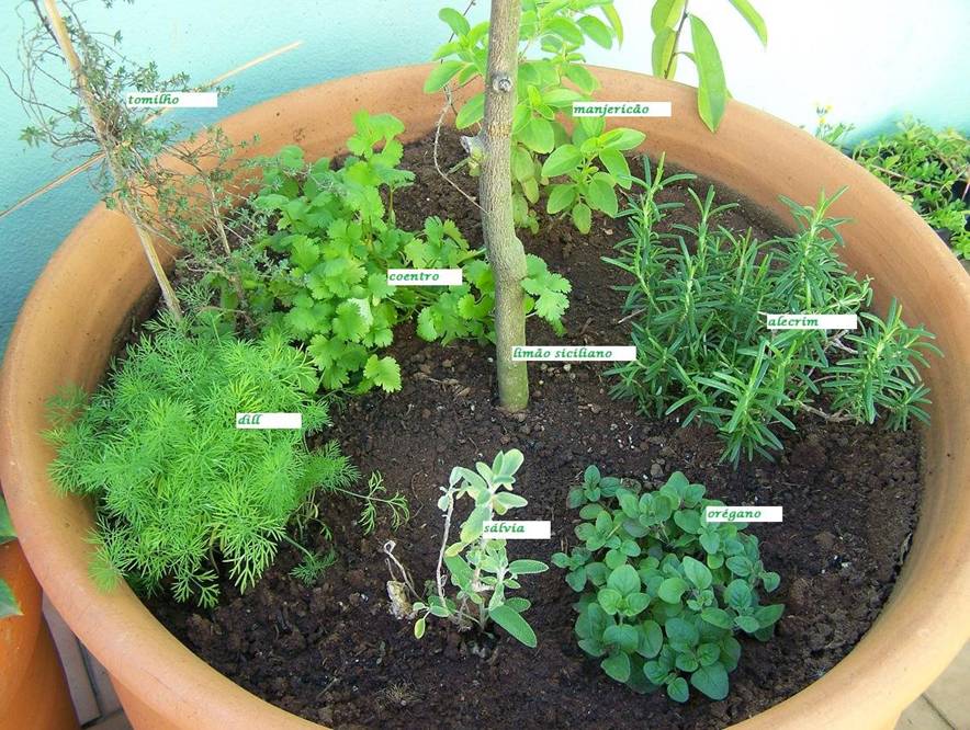 mini jardim de temperos:Cultive uma horta orgânica em casa mini jardim de temperos:Cultive uma horta orgânica em casa