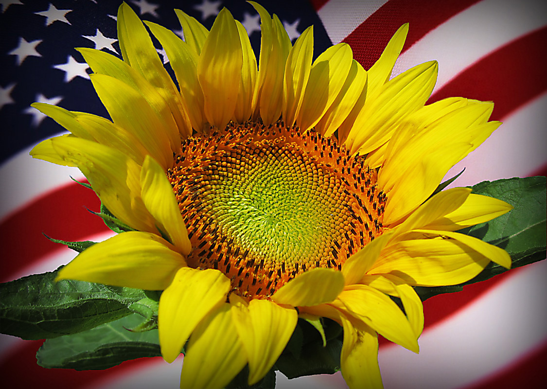 The farmers wife sunflowers 911 The farmers wife sunflowers 911