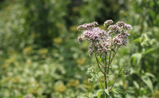 Joe-Pye Weed Flowers