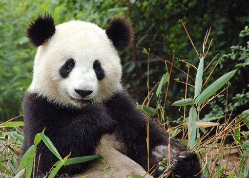 Giant Panda