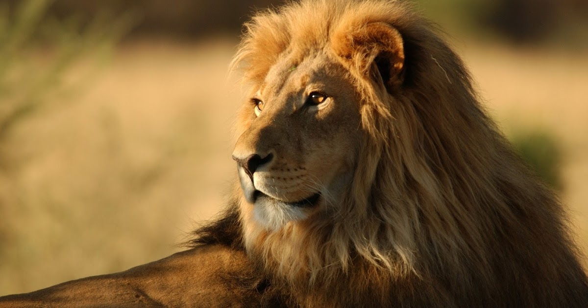 IMAGENES DE LEONES: IMAGEN LEON SOLITARIO MUY OBSERVADOR