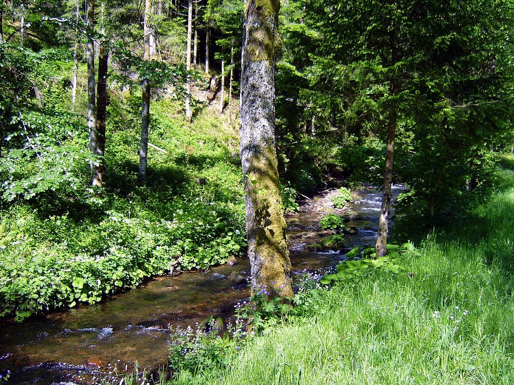 Schwarzwald Geschichte Europa Urlauber