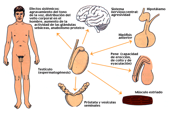 Quien el posesor del más pequeño miembro