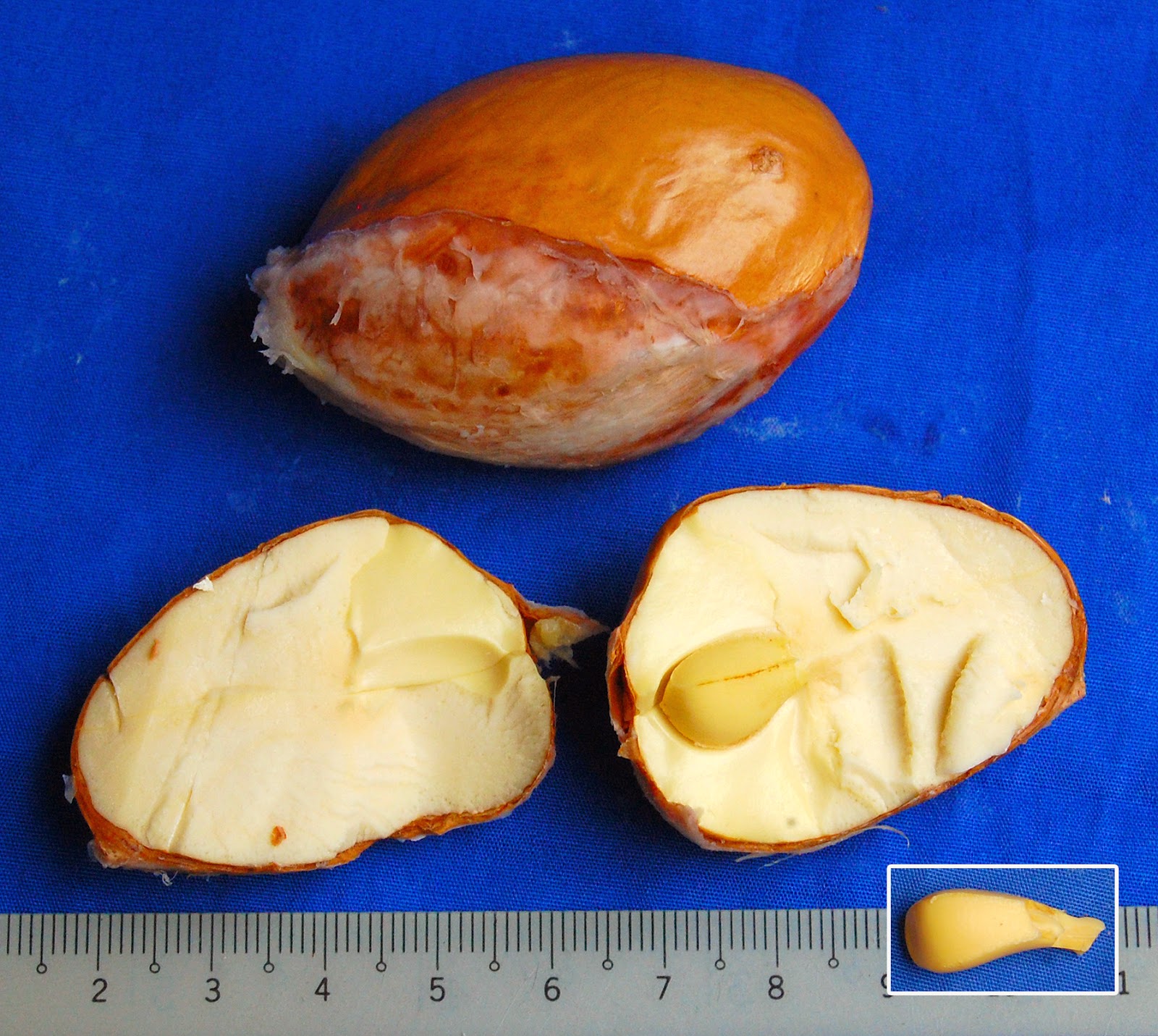 Durian Info Botany of The Common Durian