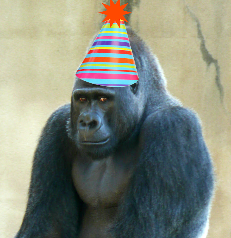 i am NOT an anteater! Happy Birthday Jonesy! Gorilla Bday!