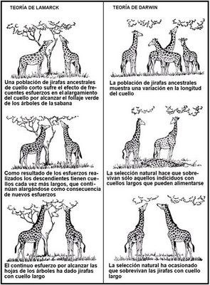 LAMARCK Y SU TEORIA lamarck y su teoria: