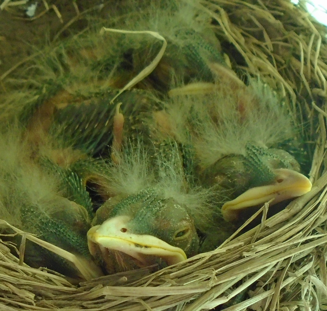 Pea Pickle Farm June 2015