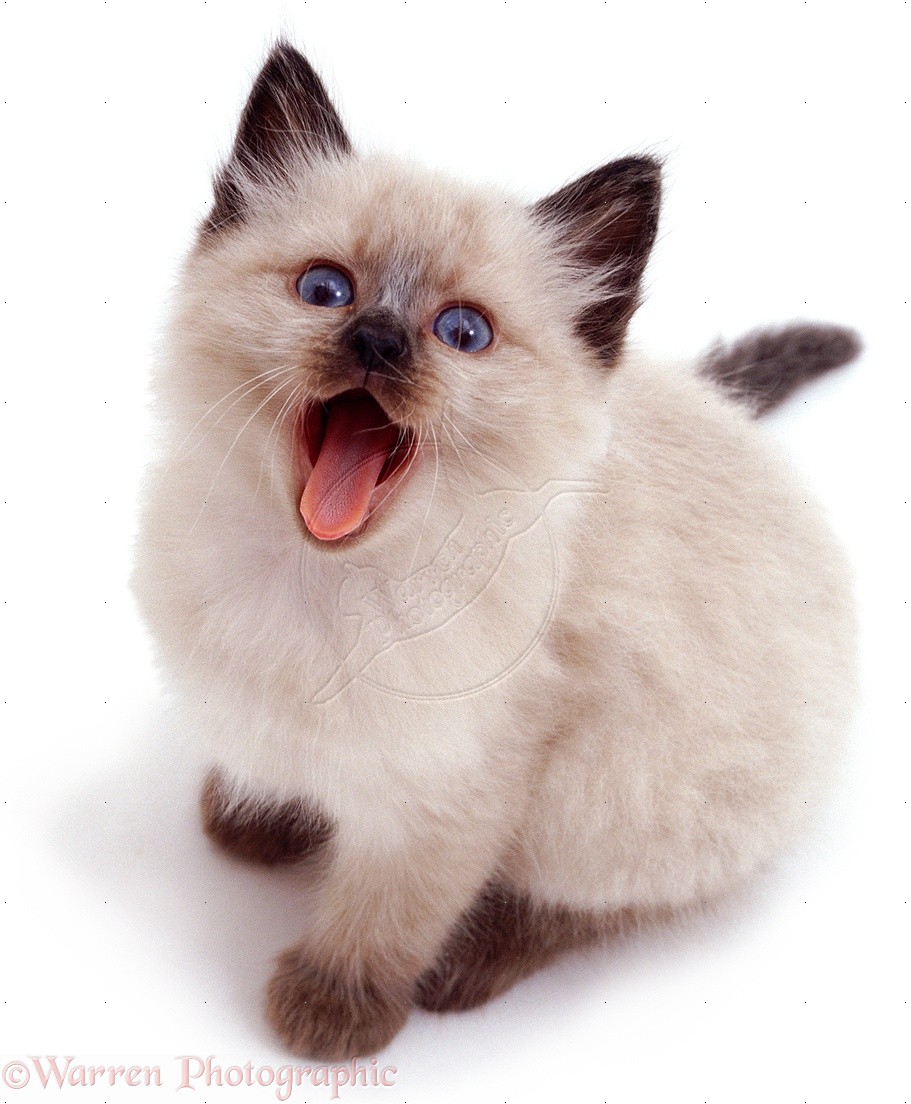 Pet Plus Cat Pet Plus Cat