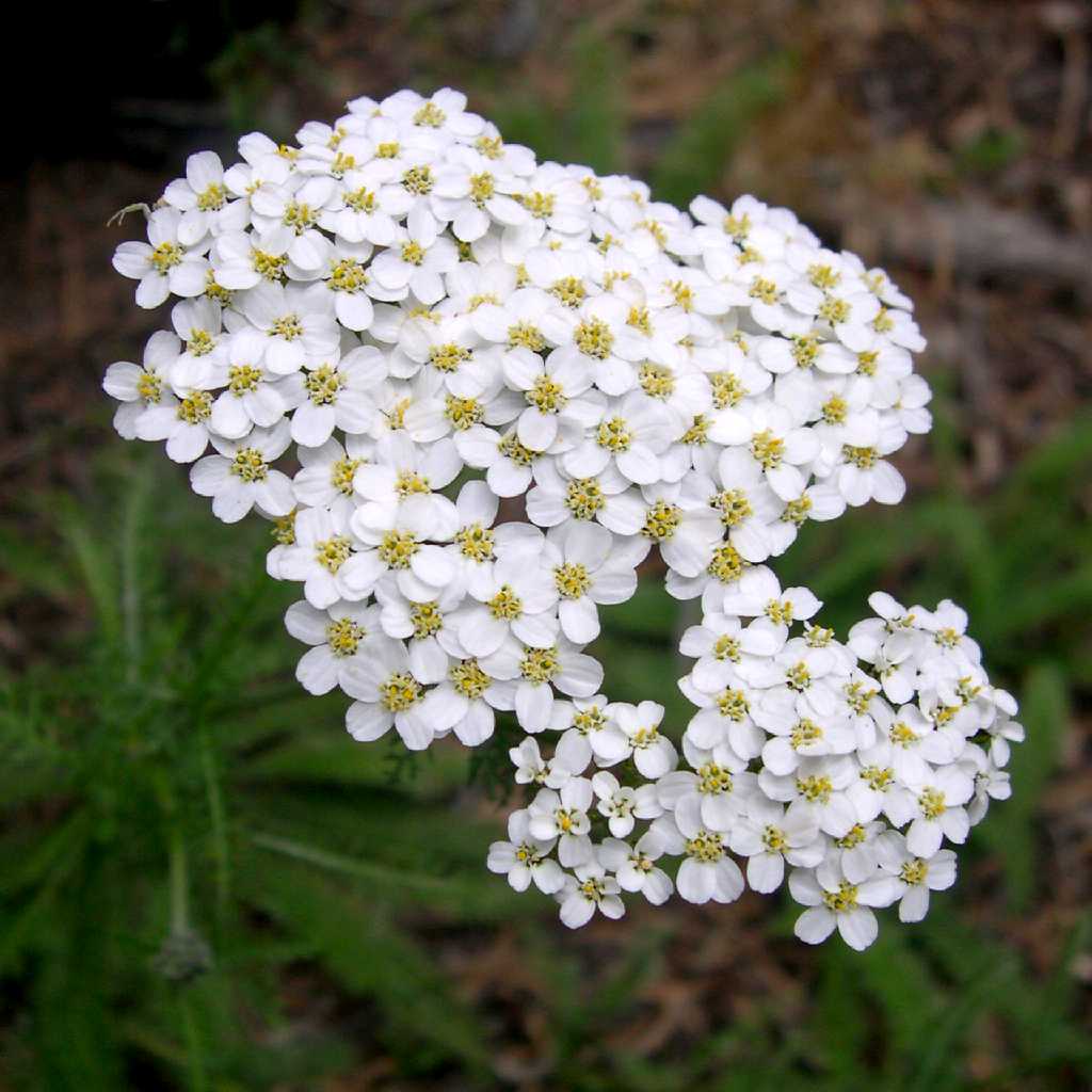 Beauty Of Flowers Common Yarrow