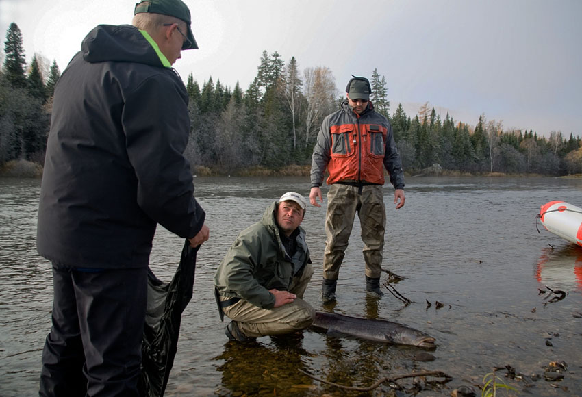 Chavanga Fish Blog Khabarovsk Taimen fishing tour