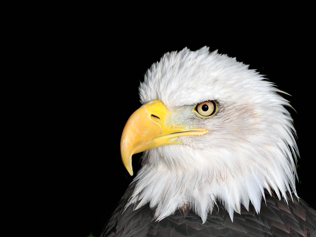 Forex eagle eye