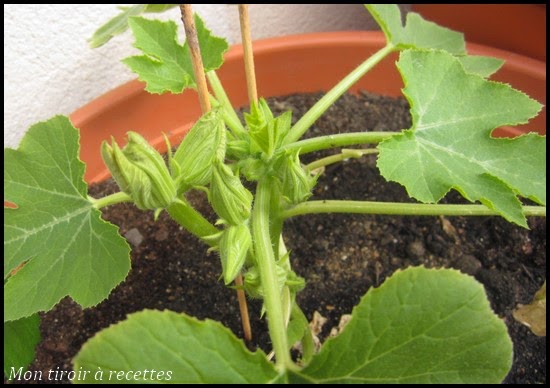 plant courgette ronde